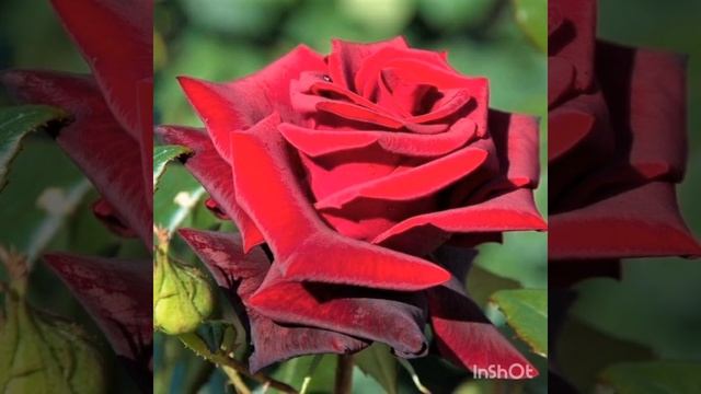 Woman in Love ?Paul Mauriat ? Photo of Fb Flower Power. Цветы - Это символ Красоты смотреть онлайн