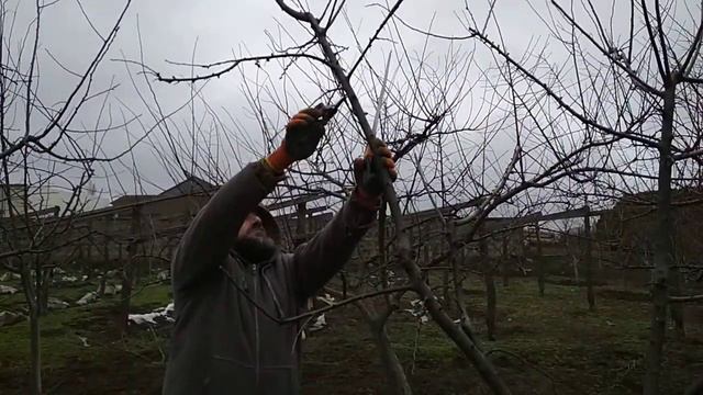 Обрезка сливы