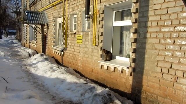 Отпугиватель собак ультразвуковой. Честное тестирование смотреть онлайн