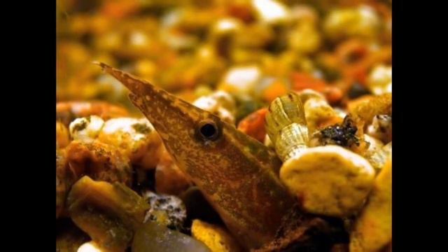 Самые необычные и редкие рыбы в мире The most unusual and rare fish in the world смотреть онлайн