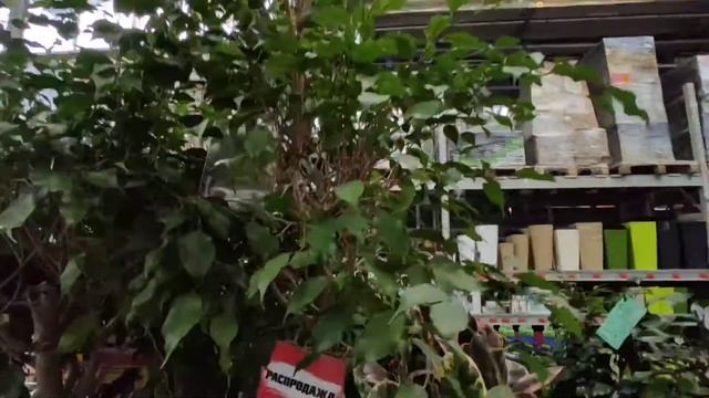 Видеообзор от 18.03Оби Екатеринбург (ул.Металлургов) Уцененные фаленопсисы, онцидиумы, дендробиумы. смотреть онлайн