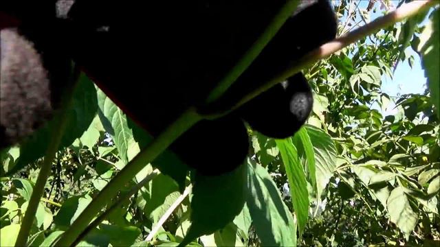 Tree Dahlia (Dahlia Imperialis)