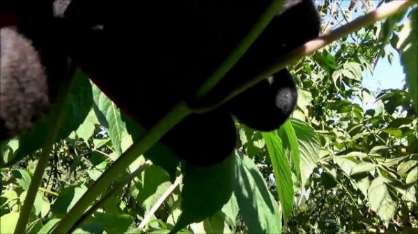 Tree dahlia (Dahlia imperialis)