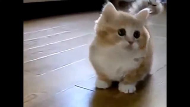 Играющие кошки / playing cats / funny смотреть онлайн