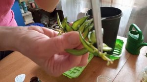 Хойя белла вариегатная Укоренение черенков