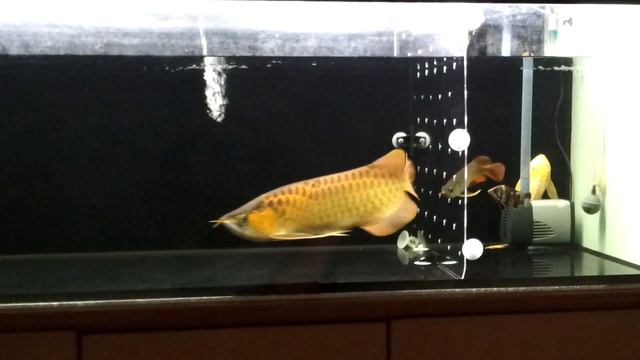 My red aros Part 2 смотреть онлайн