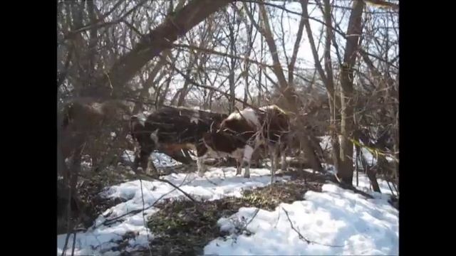 Рацион кормления бычков в 12 месяцев: итоги года смотреть онлайн