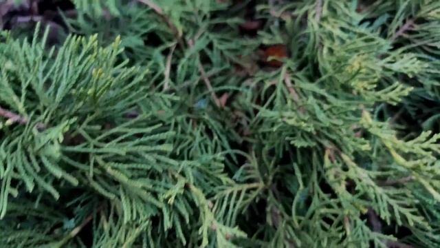 Садовый влог. Ржавчина на можжевельнике. Прогулка по саду. Розы. Хвойные. Клематисы. Бурма. смотреть онлайн