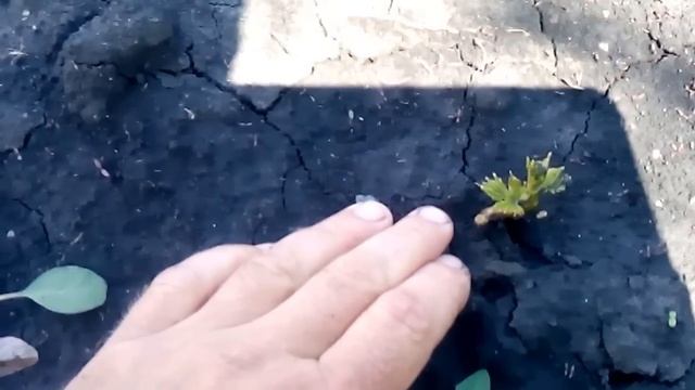черенки винограда и смородины саженные в осень,результаты смотреть онлайн