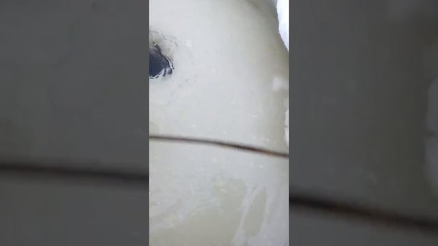 Ловля коретры зимой. смотреть онлайн