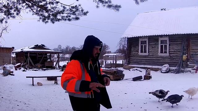 Критерии выбора индюка на племя - наша версия