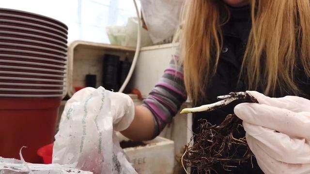 Высаживаю хосты в контейнер. смотреть онлайн