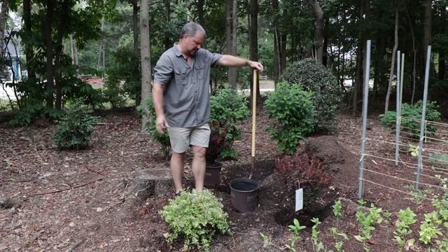 Planting Orange Rocket Barberries?? смотреть онлайн