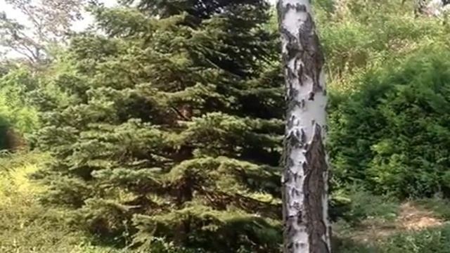 Слушаем песнопения на венгерском языке смотреть онлайн