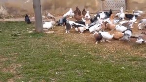 Агасиевские бойные голуби. Агаси Владимировича Казахецян