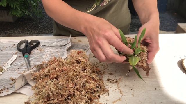 Мастер-класс по посадке орхидеи на блок смотреть онлайн