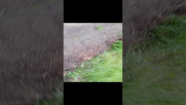 помощь собакам