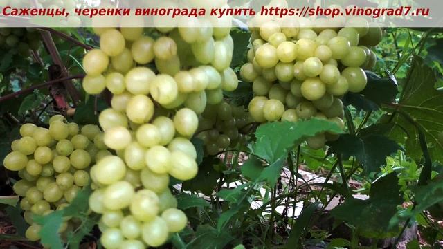 Пузенко Наталья Лариасовна, виноград для всех