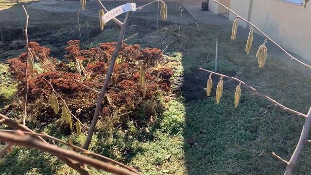 Фундук сорт Шедевр зацвёл! Цветение 2023. смотреть онлайн