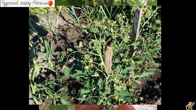 ☝?Как мы храним томаты до поздней осени смотреть онлайн