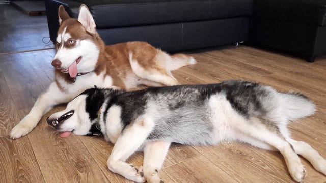 НОВЫЙ КАНАЛ !!!!!!!! Как у нас ПОЯВИЛИСЬ ХАСКИ смотреть онлайн