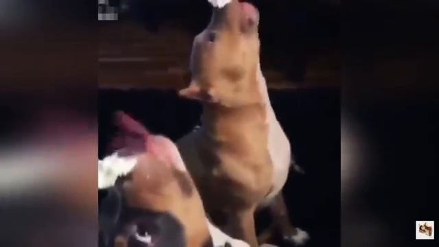 ОЧЕНЬ СМЕШНЫЕ ЖИВОТНЫЕ 2020 # 5 ПРИКОЛЫ КОТЫ СОБАКИ, ЛУЧШИЕ ПРИКОЛЫ с Кошками и Собаками. смотреть онлайн