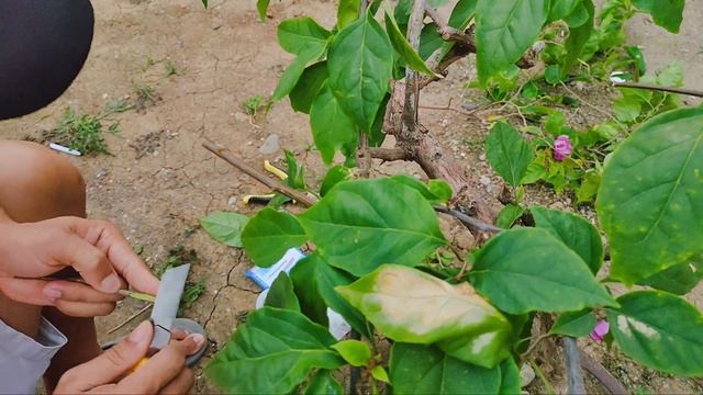 May pina-ampon sa akin na bougainvillea, ginawa kong multi-grafted | Panoorin nyo ang ginawa ko смотреть онлайн