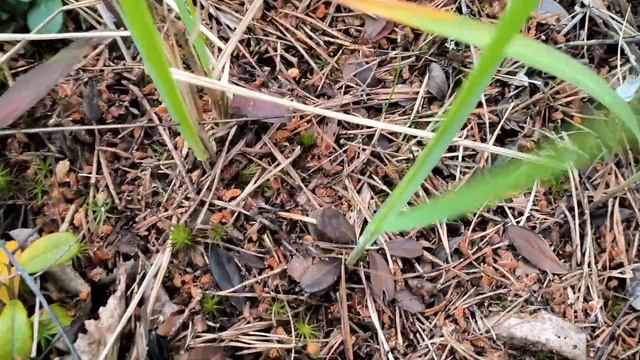 В поисках маток в деревне 2023 (2 часть). #МуравьиЯрославль смотреть онлайн