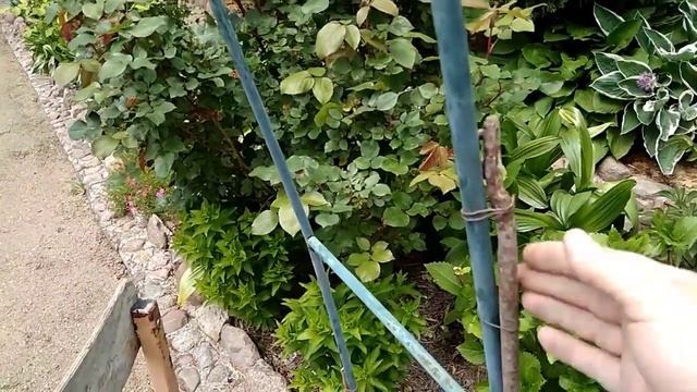 Опора для плетистой розы смотреть онлайн