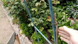 Опора для плетистой розы