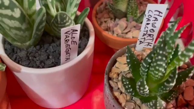 December 2021 Aloe Haworthia & gasteria tour смотреть онлайн