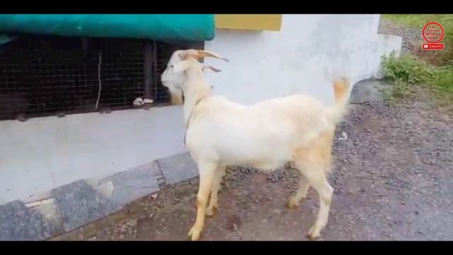 Saanen and Alpine Goat farm in pune | Saanen Goat's for sale | Goat For Sale Transport available смотреть онлайн