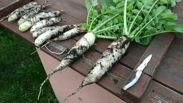 Дайкон или японская редька(сорт клык слона) смотреть онлайн