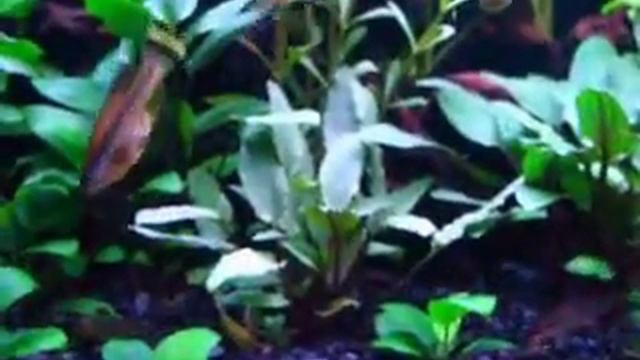 Ameca Splendens Goodeids Livebearer Tropical Fish Tank смотреть онлайн