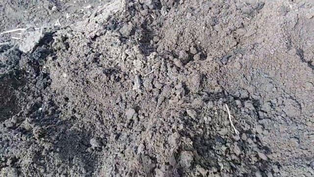 Ранний картофель. Цветущий сад. Луковичные цветы. смотреть онлайн