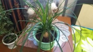 #Нолина Бокарнея. Уход в домашних условиях. #ВиленаЦветкова