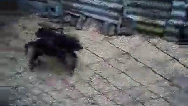 Щенки лабрадоры смотреть онлайн