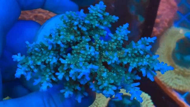 REx Spiky Star Acro. Интернет магазин REEF EXCLUSIVE смотреть онлайн