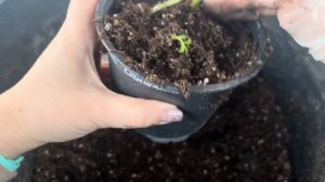 Как сохранить флоксы купленные в садовых центрах