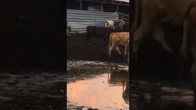 Нетели на Продажу.Помесь Абердин-Симментал. смотреть онлайн