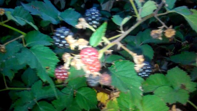 Ежевика урожай 2015 \Blackberry crop смотреть онлайн