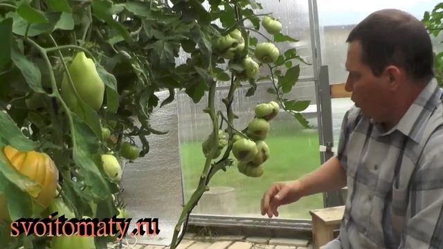 Почему нельзя сажать семена, взятые с гибридных сортов смотреть онлайн