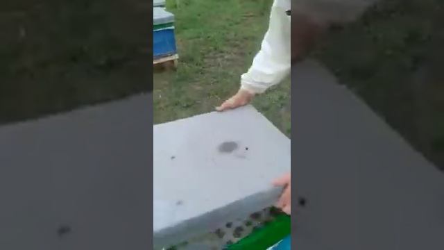 Полоски из Бипина смотреть онлайн