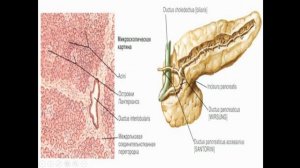 Анатомия поджелудочной железы. Строение, гистология, функции, кровоснабжение, иннервация.