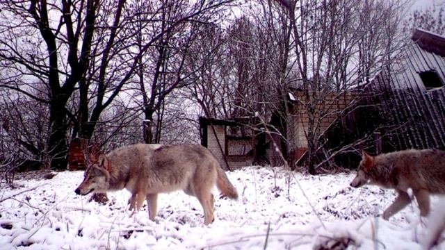 Почему в чернобыльской зоне живут и процветают животные смотреть онлайн