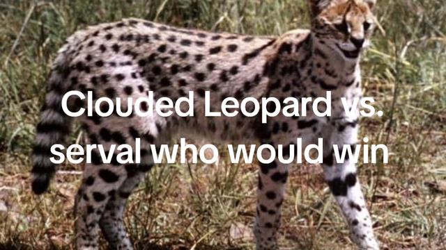 Clouded Leopard vs. Serval who would win смотреть онлайн