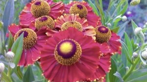 РОМАШКОВЫЙ МНОГОЛЕТНИЙ САД. РАЗНООБРАЗИЕ СЕМЕЙСТВА "АСТРОВЫЕ". Rudbeckia / Echinacea / Gaillardia.