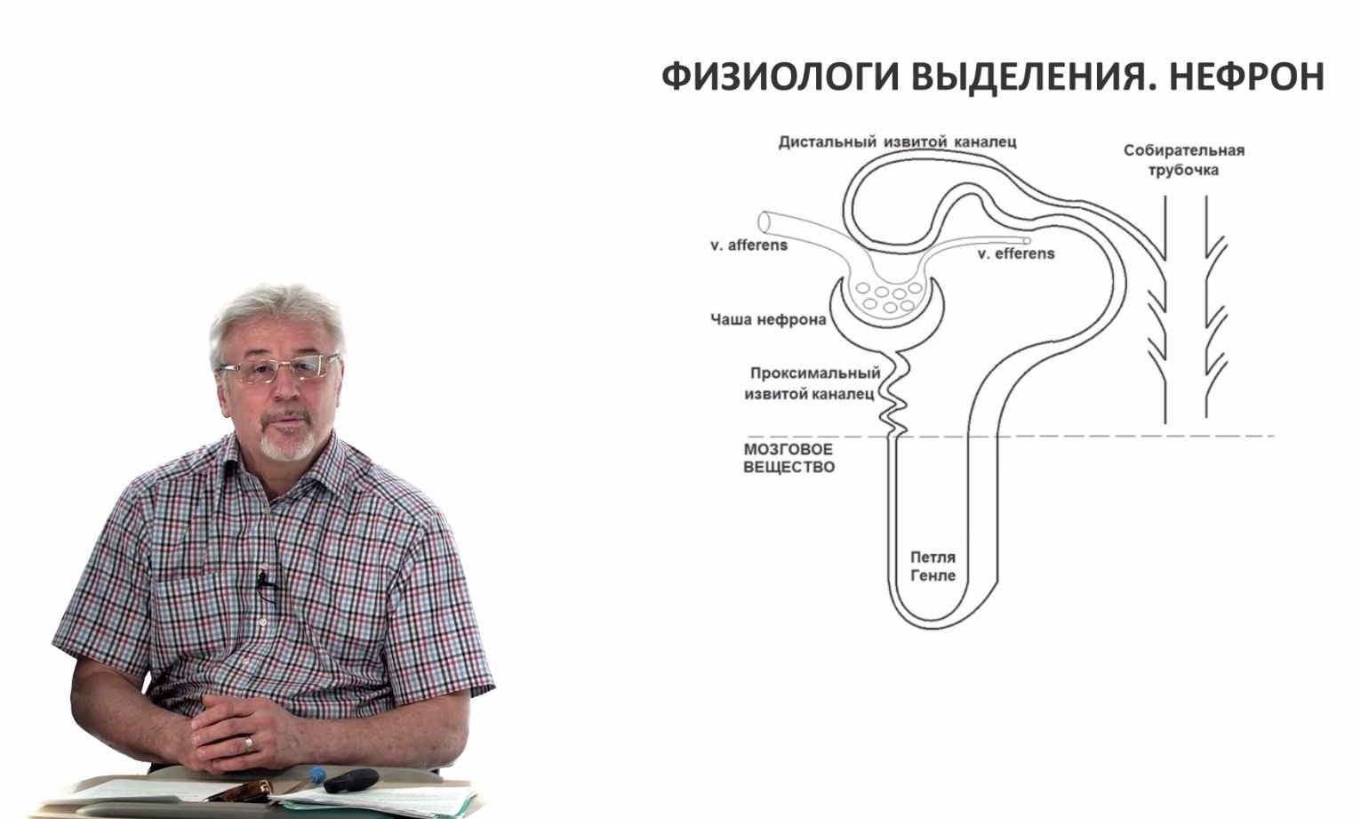 Евсеев А.В. Нормальная физиология. Лекция №27.Физиология выделения. Почки. Функции нефрона. 2024