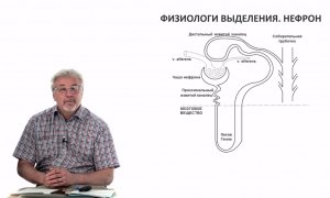 Евсеев А.В. Нормальная физиология. Лекция №27.Физиология выделения. Почки. Функции нефрона. 2024