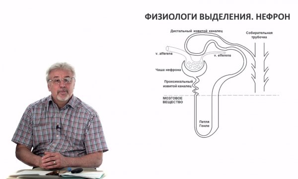 Евсеев А.В. Нормальная физиология. Лекция №27.Физиология выделения. Почки. Функции нефрона. 2024